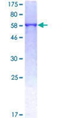 SDS-PAGE: Recombinant Human Renin R GST (N-Term) Protein [H00010159-P01]