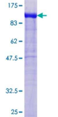 SDS-PAGE: Recombinant Human WASF2 GST (N-Term) Protein [H00010163-P01]