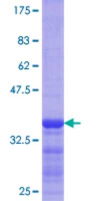 SDS-PAGE: Recombinant Human Flotillin-1 GST (N-Term) Protein [H00010211-Q01]