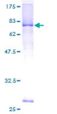 SDS-PAGE: Recombinant Human LRRC17 GST (N-Term) Protein [H00010234-P01]