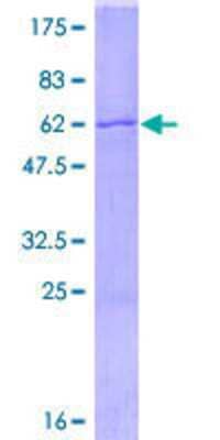 SDS-PAGE: Recombinant Human SPRY2 GST (N-Term) Protein [H00010253-P01]