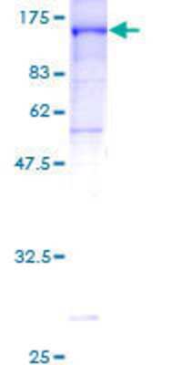 SDS-PAGE: Recombinant Human CNKSR1 GST (N-Term) Protein [H00010256-P01]