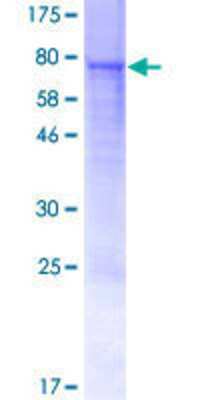 SDS-PAGE: Recombinant Human Trim22 GST (N-Term) Protein [H00010346-P01]