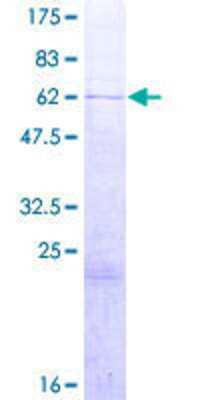 SDS-PAGE: Recombinant Human BRAF35 GST (N-Term) Protein [H00010362-P01]