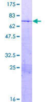 SDS-PAGE: Recombinant Human HMG20A GST (N-Term) Protein [H00010363-P01]