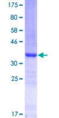 SDS-PAGE: Recombinant Human CBARA1 GST (N-Term) Protein [H00010367-Q01]