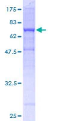 SDS-PAGE: Recombinant Human Tubulin Beta 2C GST (N-Term) Protein [H00010383-P02]