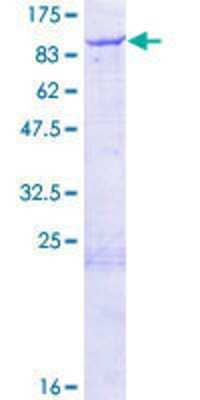 SDS-PAGE: Recombinant Human NDC80 GST (N-Term) Protein [H00010403-P01]