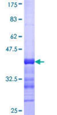 SDS-PAGE: Recombinant Human YAP1 GST (N-Term) Protein [H00010413-Q01]