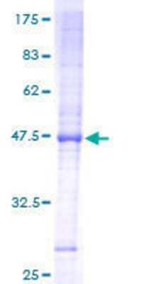 SDS-PAGE: Recombinant Human TIM23 GST (N-Term) Protein [H00010431-P01]