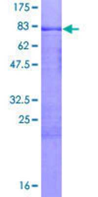 SDS-PAGE: Recombinant Human MCRS1 GST (N-Term) Protein [H00010445-P01]