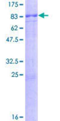 SDS-PAGE: Recombinant Human Zinc transporter 9 GST (N-Term) Protein [H00010463-P01]