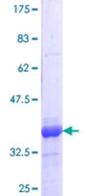 SDS-PAGE: Recombinant Human DEAF1 GST (N-Term) Protein [H00010522-Q02]