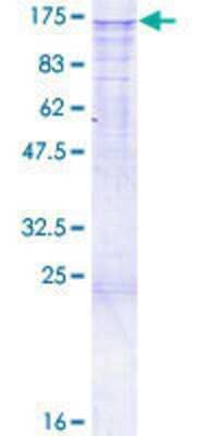 SDS-PAGE: Recombinant Human CHERP GST (N-Term) Protein [H00010523-P01]