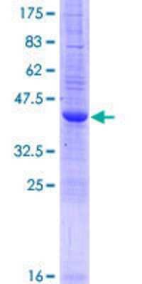 SDS-PAGE: Recombinant Human IFITM2 GST (N-Term) Protein [H00010581-P02]