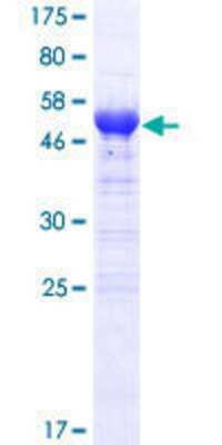 SDS-PAGE: Recombinant Human ARID3B GST (N-Term) Protein [H00010620-P01]