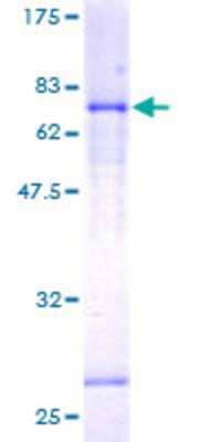 SDS-PAGE: Recombinant Human Lefty-1 GST (N-Term) Protein [H00010637-P01]