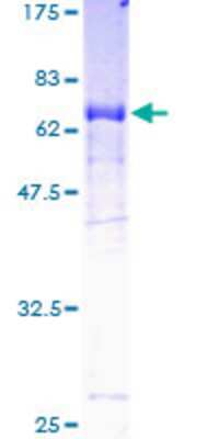 SDS-PAGE: Recombinant Human TUSC4 GST (N-Term) Protein [H00010641-P01]