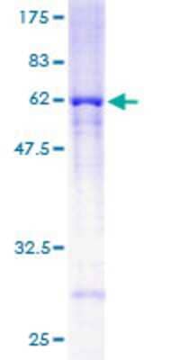 SDS-PAGE: Recombinant Human RRAGA GST (N-Term) Protein [H00010670-P01]