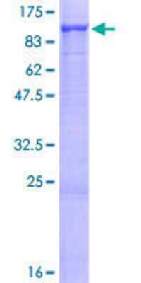 SDS-PAGE: Recombinant Human YME1L1 GST (N-Term) Protein [H00010730-P01]