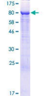 SDS-PAGE: Recombinant Human RAI2 GST (N-Term) Protein [H00010742-P01]