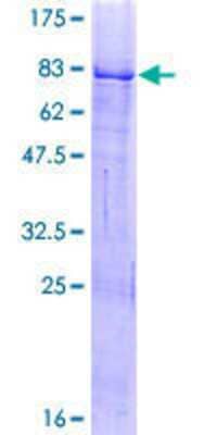 SDS-PAGE: Recombinant Human ZBTB6 GST (N-Term) Protein [H00010773-P01]