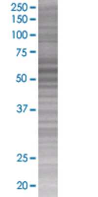 Other: FRS3 293T Cell Transient Overexpression Lysate [H00010817-T01]