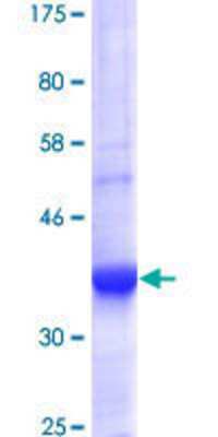 SDS-PAGE: Recombinant Human PDE10A GST (N-Term) Protein [H00010846-Q01]