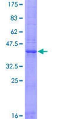 SDS-PAGE: Recombinant Human FAM12A GST (N-Term) Protein [H00010876-P01]