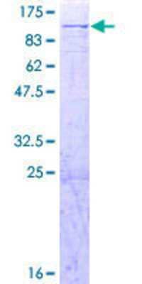 SDS-PAGE: Recombinant Human AFG3L2 GST (N-Term) Protein [H00010939-P01]