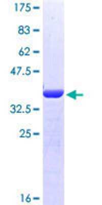 SDS-PAGE: Recombinant Human Mitofilin GST (N-Term) Protein [H00010989-Q01]