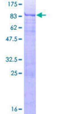 SDS-PAGE: Recombinant Human ATF7 GST (N-Term) Protein [H00011016-P01]