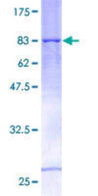 SDS-PAGE: Recombinant Human TRIM31 GST (N-Term) Protein [H00011074-P01]