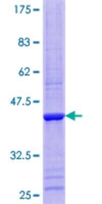 SDS-PAGE: Recombinant Human RPP14 GST (N-Term) Protein [H00011102-P01]