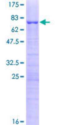 SDS-PAGE: Recombinant Human KRR1 GST (N-Term) Protein [H00011103-P01]