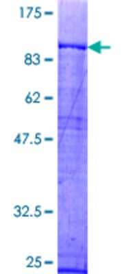 SDS-PAGE: Recombinant Human FAF1 GST (N-Term) Protein [H00011124-P02]