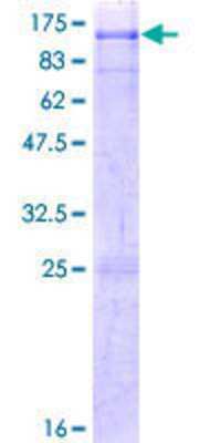 SDS-PAGE: Recombinant Human HBO1 GST (N-Term) Protein [H00011143-P01]