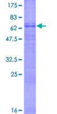 SDS-PAGE: Recombinant Human BVES GST (N-Term) Protein [H00011149-P01]