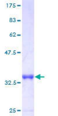 SDS-PAGE: Recombinant Human LSM6 GST (N-Term) Protein [H00011157-P01]