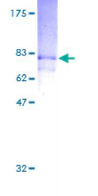 SDS-PAGE: Recombinant Human RASSF8 GST (N-Term) Protein [H00011228-P01]