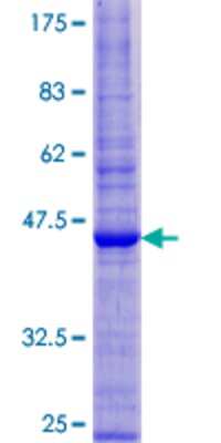 SDS-PAGE: Recombinant Human JM4 GST (N-Term) Protein [H00011230-P01]