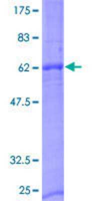 SDS-PAGE: Recombinant Human Neurexophilin 2 GST (N-Term) Protein [H00011249-P01]