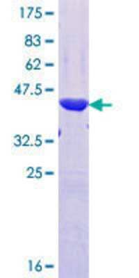 SDS-PAGE: Recombinant Human PRR4 GST (N-Term) Protein [H00011272-Q01]