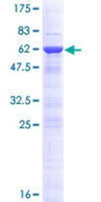 SDS-PAGE: Recombinant Human DNAJC8 GST (N-Term) Protein [H00022826-P01]