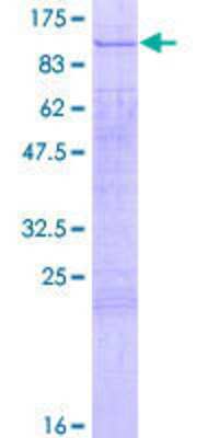 SDS-PAGE: Recombinant Human PTIP GST (N-Term) Protein [H00022976-P01]