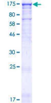 SDS-PAGE: Recombinant Human MAPKBP1 GST (N-Term) Protein [H00023005-P01]