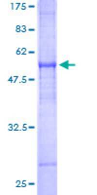 SDS-PAGE: Recombinant Human FAIM2 GST (N-Term) Protein [H00023017-P01]