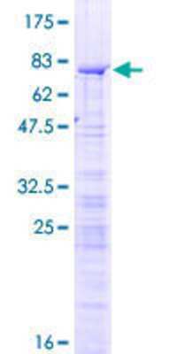 SDS-PAGE: Recombinant Human RBM34 GST (N-Term) Protein [H00023029-P01]