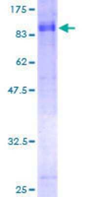 SDS-PAGE: Recombinant Human KIF1B GST (N-Term) Protein [H00023095-P01]