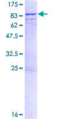 SDS-PAGE: Recombinant Human CDC2L6 GST (N-Term) Protein [H00023097-P01]